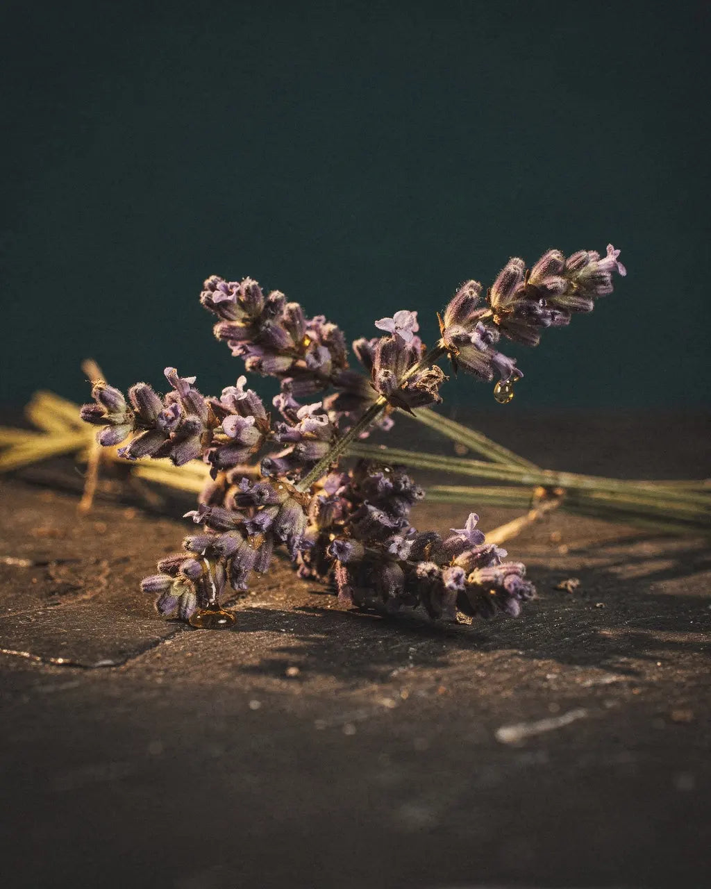 Lavendel