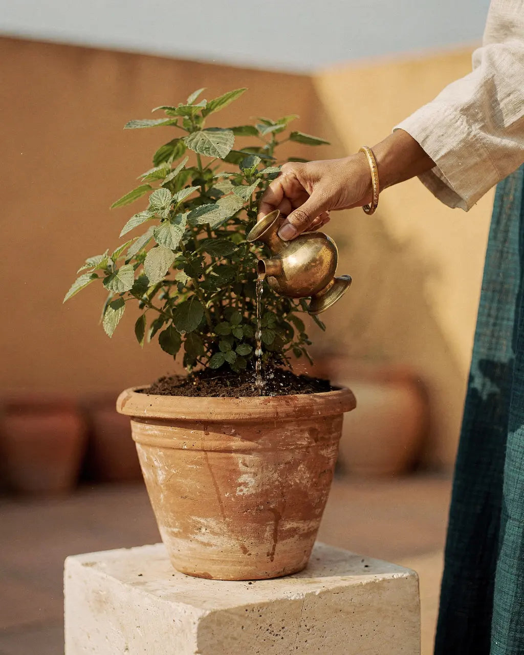 Tulsi-Pflanze in einem Tontopf im sonnigen Innenhof, eine Hand gießt sie