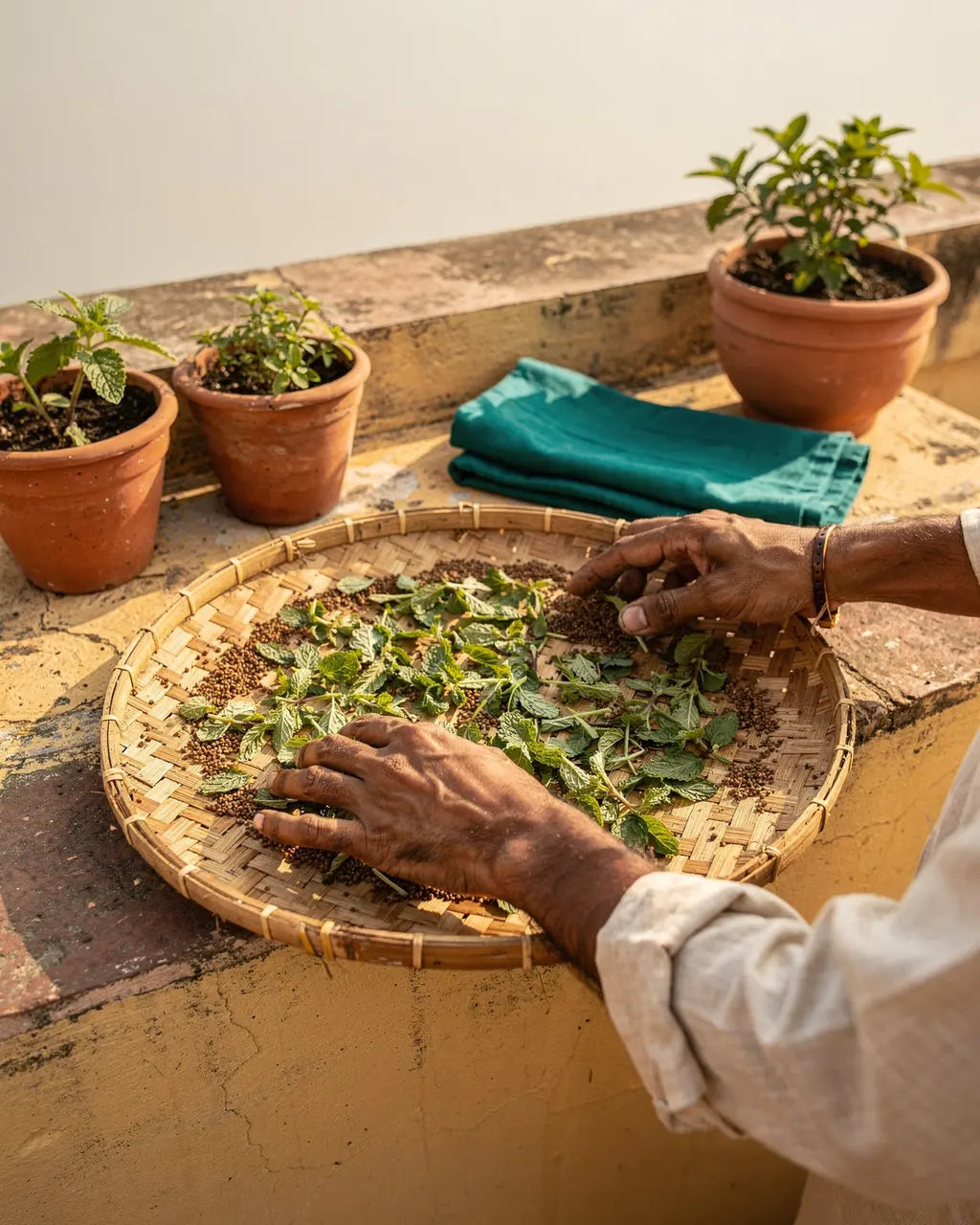 Hände breiten Minze und Ajwain-Samen auf einem geflochtenen Tablett in der Sonne aus