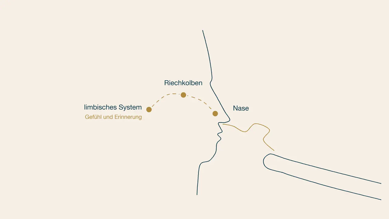 Grafik: Ein Duft gelangt über die Nase zum Riechkolben