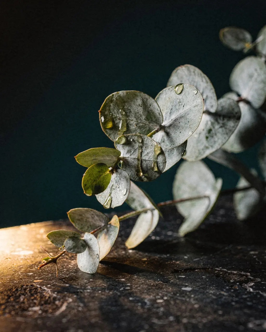 Eukalyptusblätter im Gegenlicht am Fenster