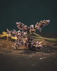 Lavendel
